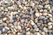 pebble